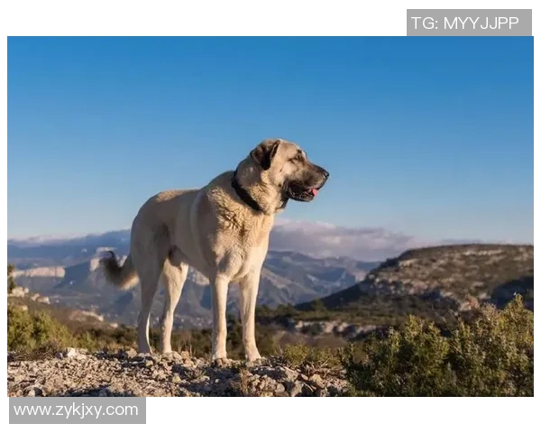 卡拉巴克与锡瓦斯激战正酣谁能在这场对决中笑到最后